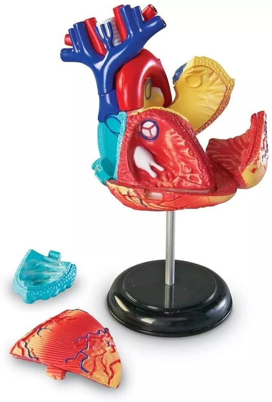 Modelo Anatomico Del Corazon / Anatomy Hearth (29 Pzs)
