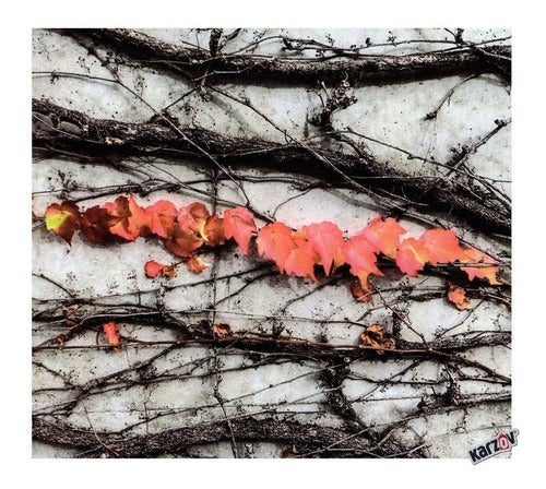 José Madero - Aurora - Cd