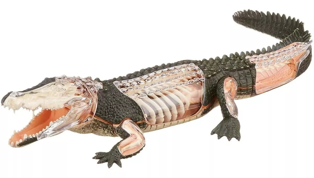 Modelo Anatomico Del Cocodrilo Crocodile Vision 4d / 26 Pzas