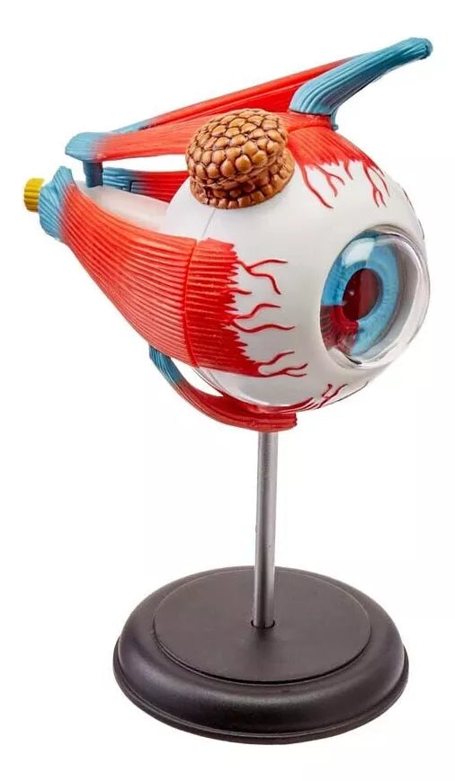 Modelo Anatomico Ojo Globo Ocular Eyeball Anatomy 4d 32 Pzs