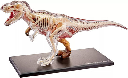 Modelo Anatómico Del Tiranosaurio Rex / Dinosaurio T - Rex