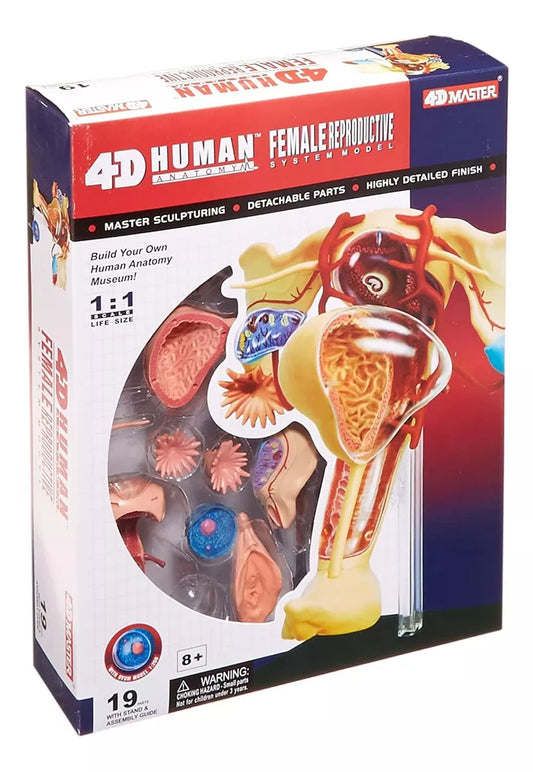 Modelo 4d Anatomico Reproductor Femenino Female 25 Piezas